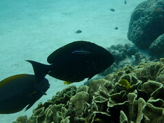 Acanthurus
