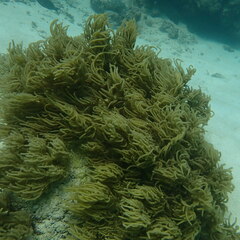 Sclerophytum flexibilis