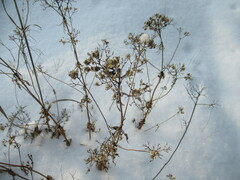 Patrinia rupestris