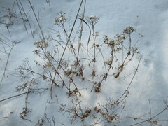 Patrinia rupestris