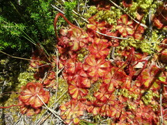 Drosera cuneifolia
