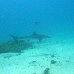 Carcharhinus amblyrhynchos