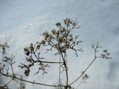 Patrinia rupestris