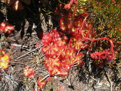 Drosera cuneifolia