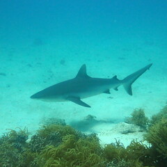 Carcharhinus amblyrhynchos