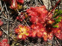Drosera cuneifolia