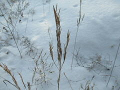 Erysimum hieraciifolium