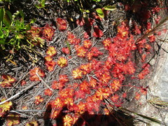 Drosera cuneifolia