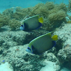 Pomacanthus imperator