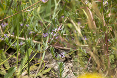 Lythrum hyssopifolia