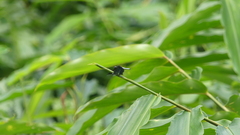 Palpopleura