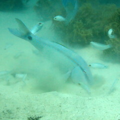 Parupeneus barberinus