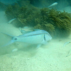 Parupeneus barberinus