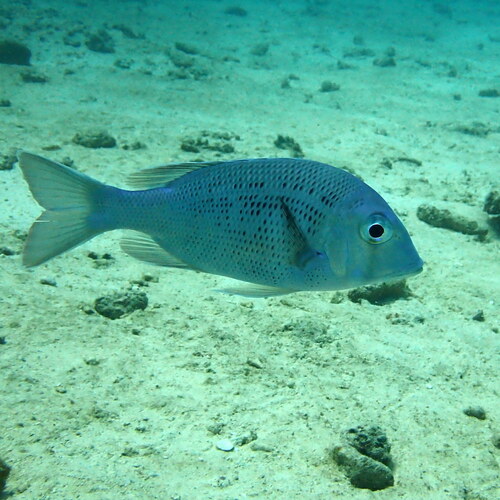 Japanese large-eye bream (Gymnocranius euanus) — Lethrinidae — 4