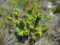 Leucadendron strobilinum