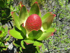 Leucadendron strobilinum