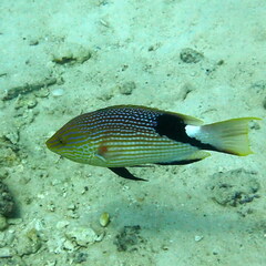 Bodianus loxozonus