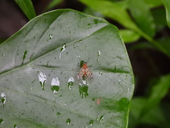 Chrysopilus ferruginosus