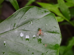 Chrysopilus ferruginosus
