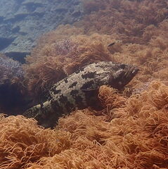 Epinephelus fuscoguttatus