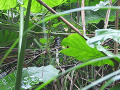 Pomatorhinus musicus