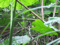 Pomatorhinus musicus