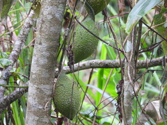 Momordica cochinchinensis