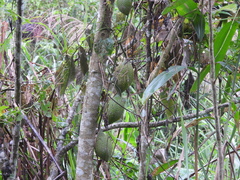 Momordica cochinchinensis