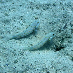 Valenciennea puellaris