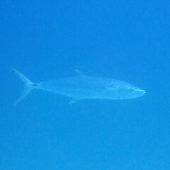 Scomberomorus commerson