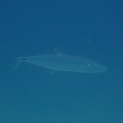 Scomberomorus commerson