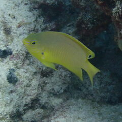 Pomacentrus amboinensis