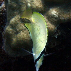 Chaetodon citrinellus