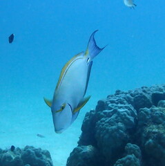 Acanthurus dussumieri