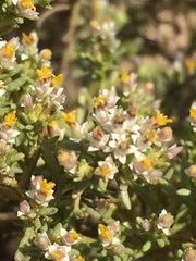 Helichrysum asperum