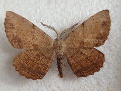 Anticypella diffusaria