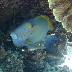 Acanthurus dussumieri