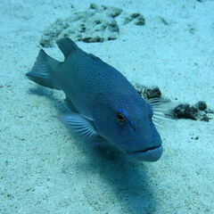 Plectropomus leopardus