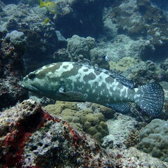Epinephelus polyphekadion
