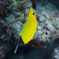 Forcipiger flavissimus