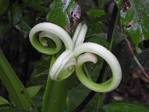 Alocasia odora