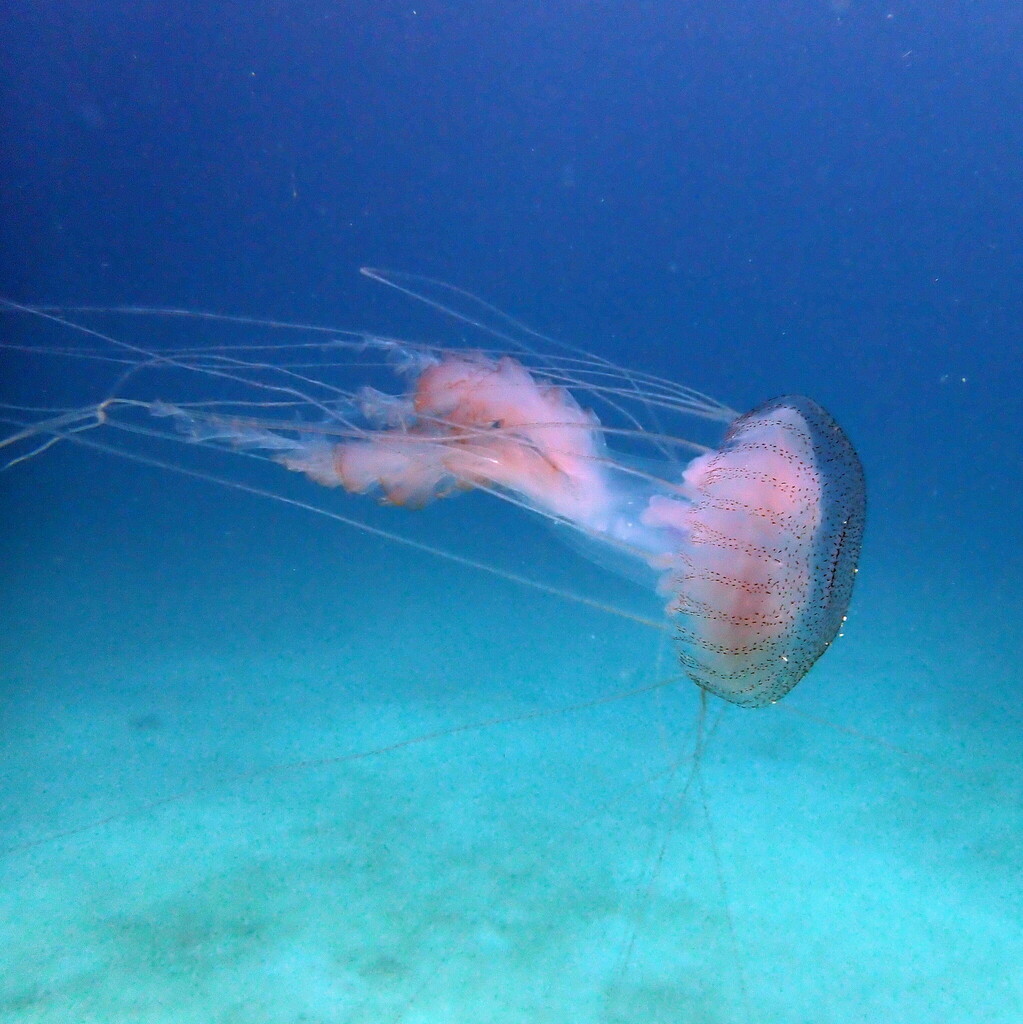 Amakusa Jelly