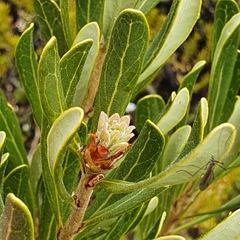 Telopea truncata