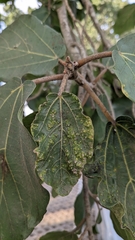 Pauropsylla willcocksi