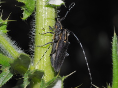 Agapanthia subchalybaea