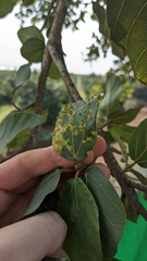 Pauropsylla willcocksi