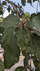 Pauropsylla willcocksi