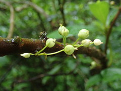 Saurauia tristyla