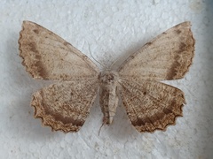 Anticypella diffusaria