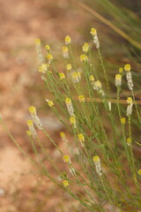 Pimelea trichostachya